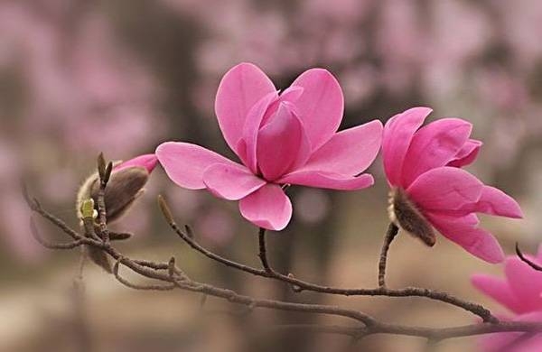清明，獻(xiàn)給您一束辛夷花